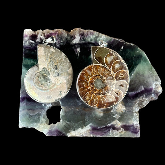 1 inch Ammonite Fossil Pendant